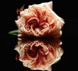 Traduzione Testo Big God – Florence + The Machine