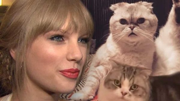 Taylor Cats